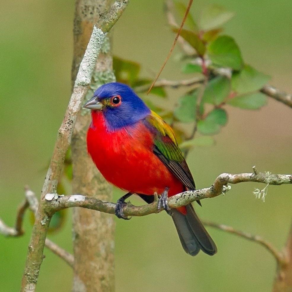 Painted Bunting Photo by JC Knoll