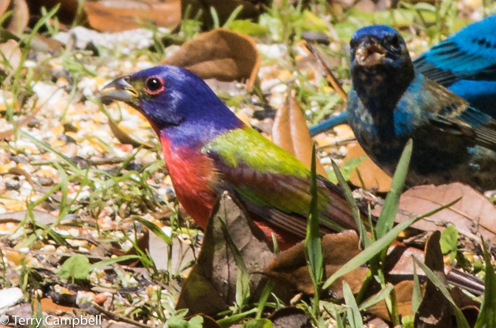 Painted Bunting Photo by Terry Campbell