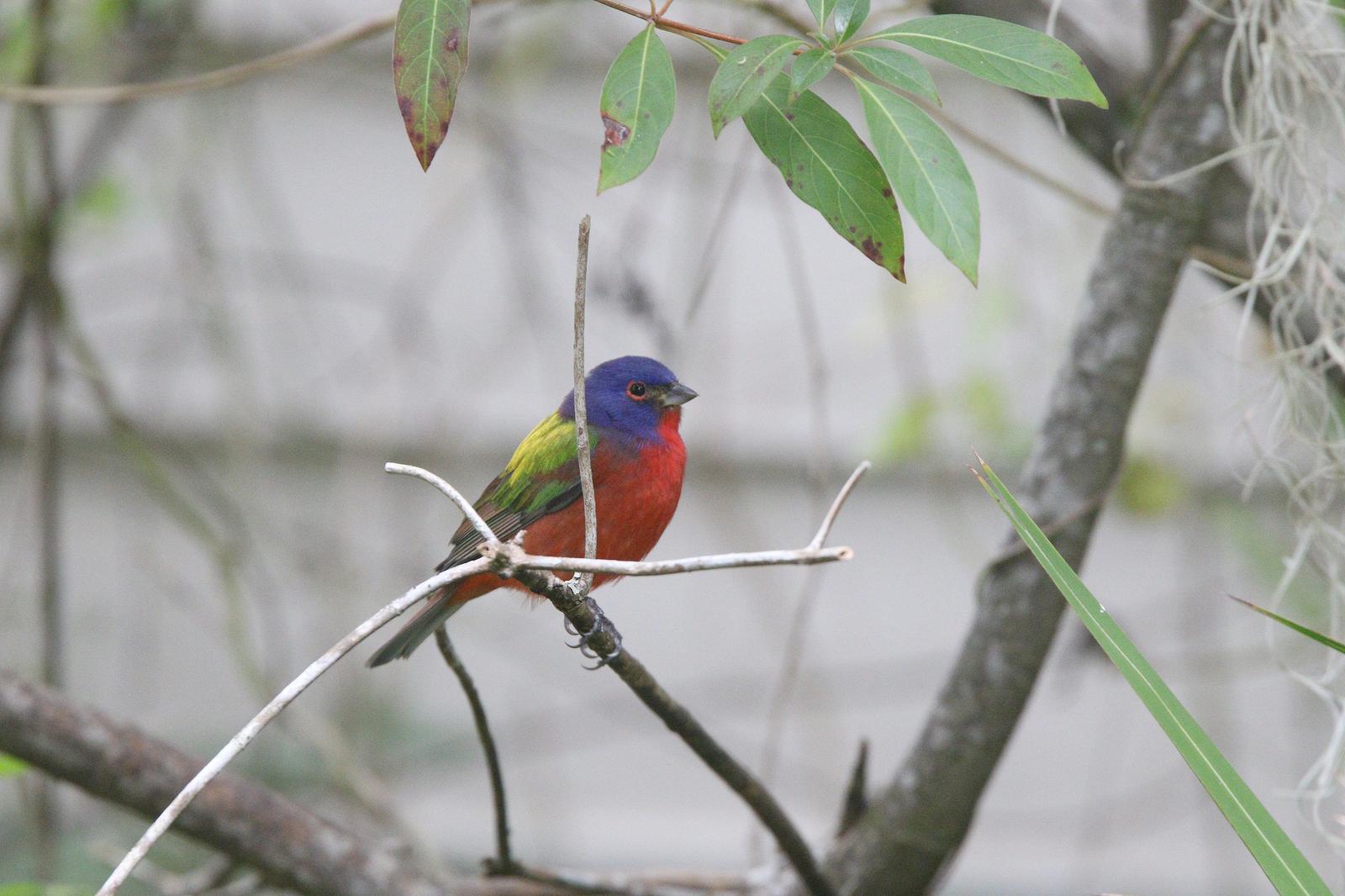 Painted Bunting Photo by Michael Blust