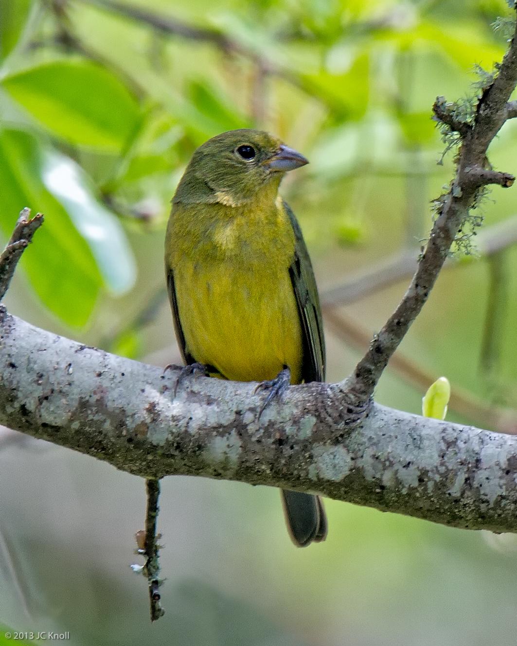 Painted Bunting Photo by JC Knoll
