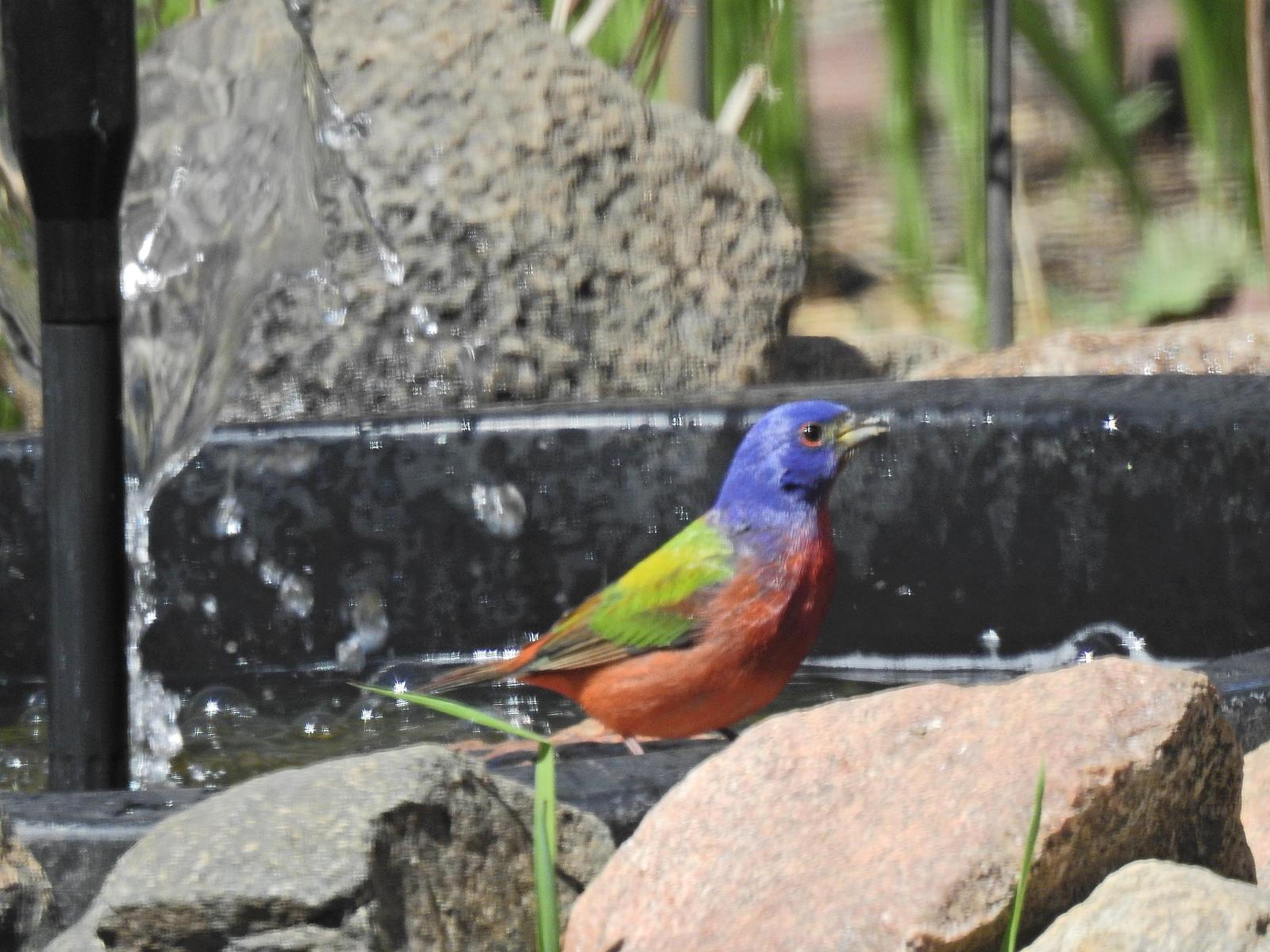 Painted Bunting Photo by Enid Bachman