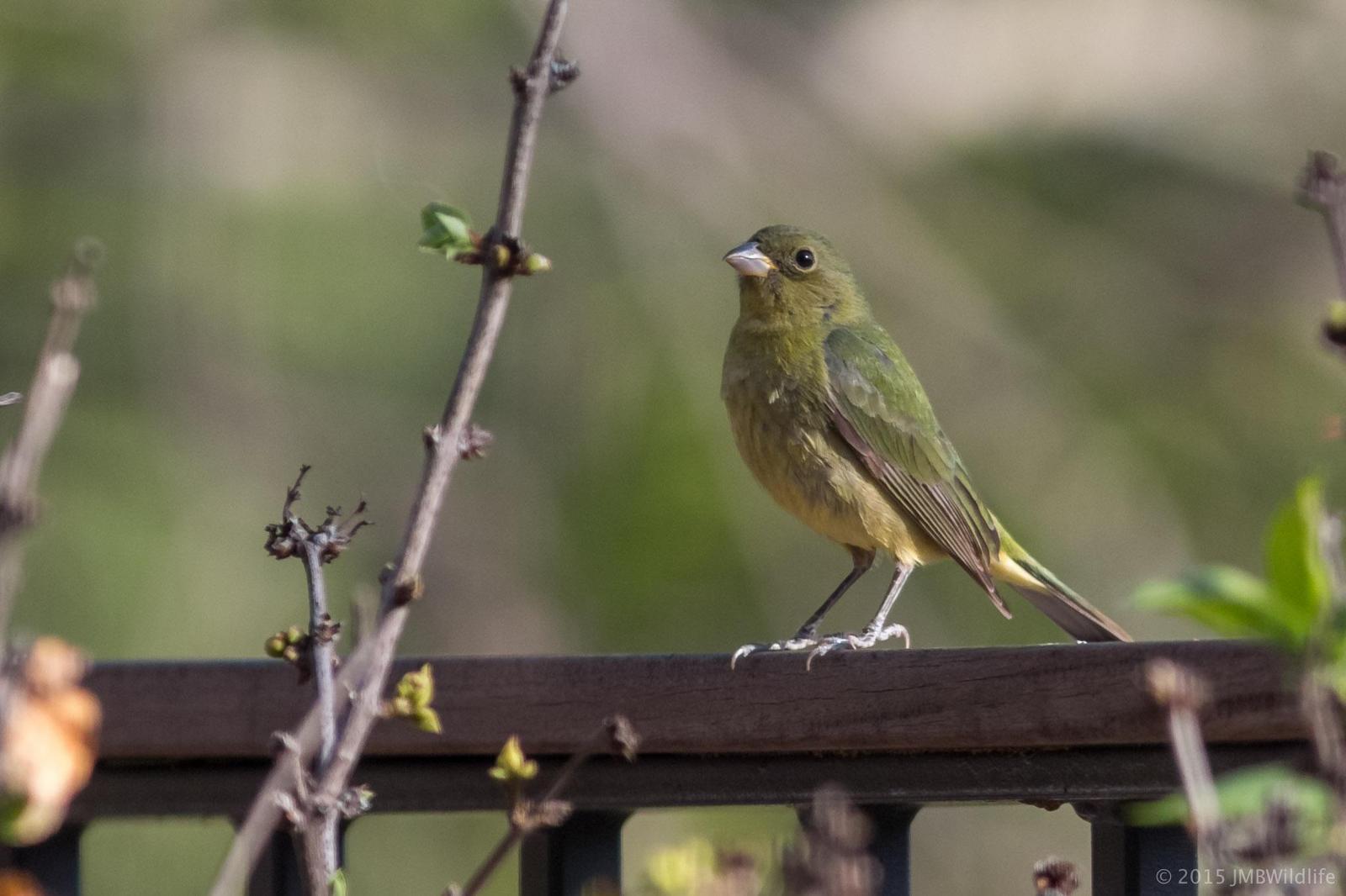 Painted Bunting Photo by Jeff Bray