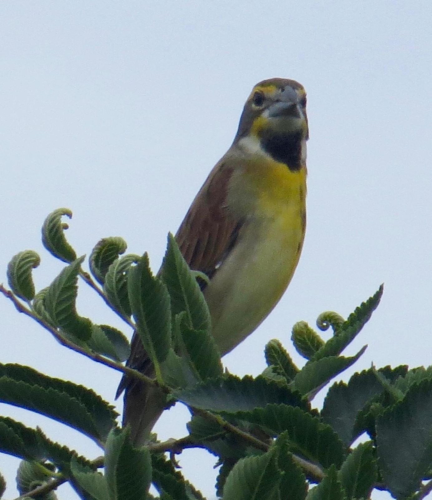 Dickcissel Photo by Don Glasco