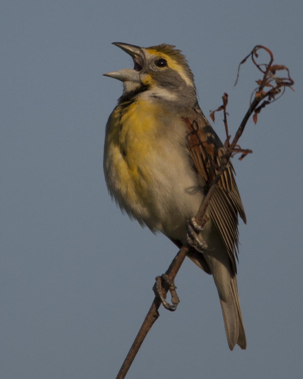 Dickcissel Photo by Jeff Moore