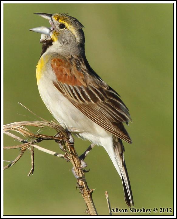 Dickcissel Photo by Alison Sheehey