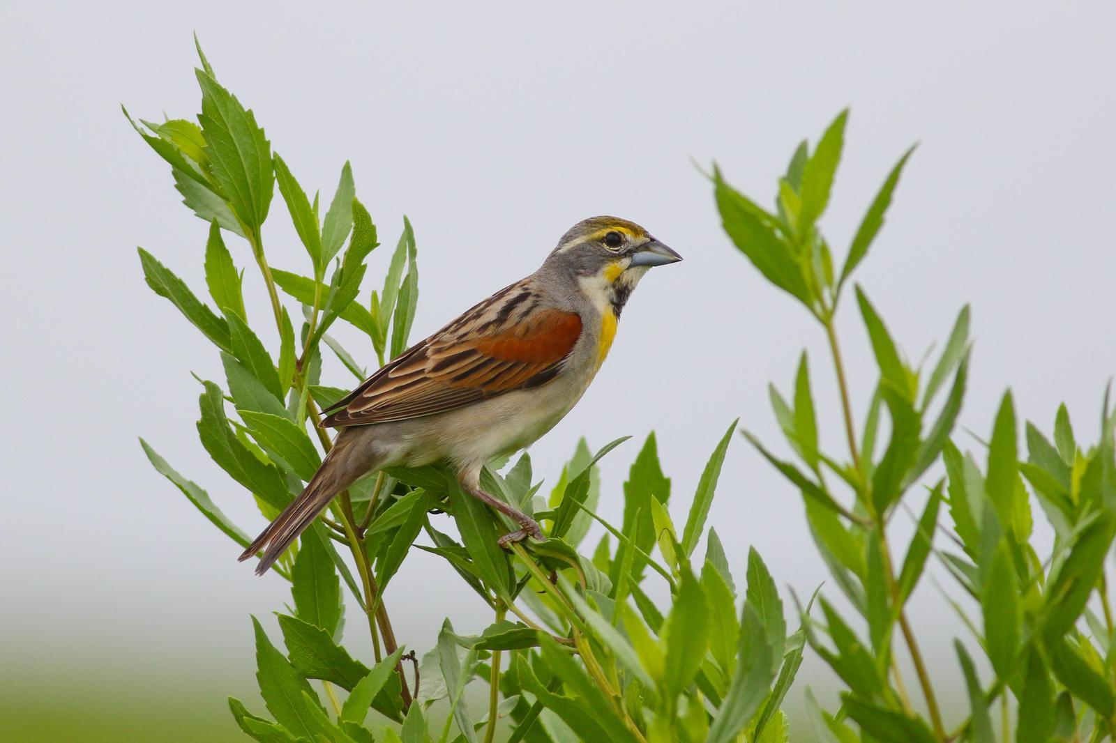 Dickcissel Photo by Tom Ford-Hutchinson
