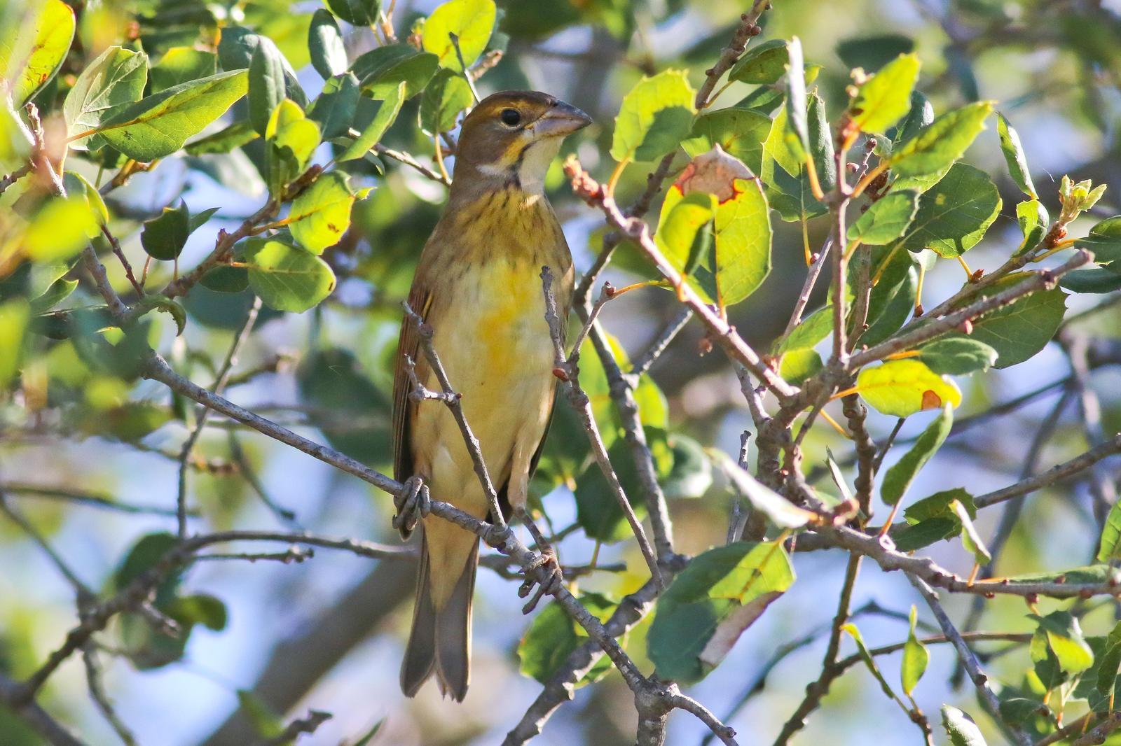 Dickcissel Photo by Tom Ford-Hutchinson