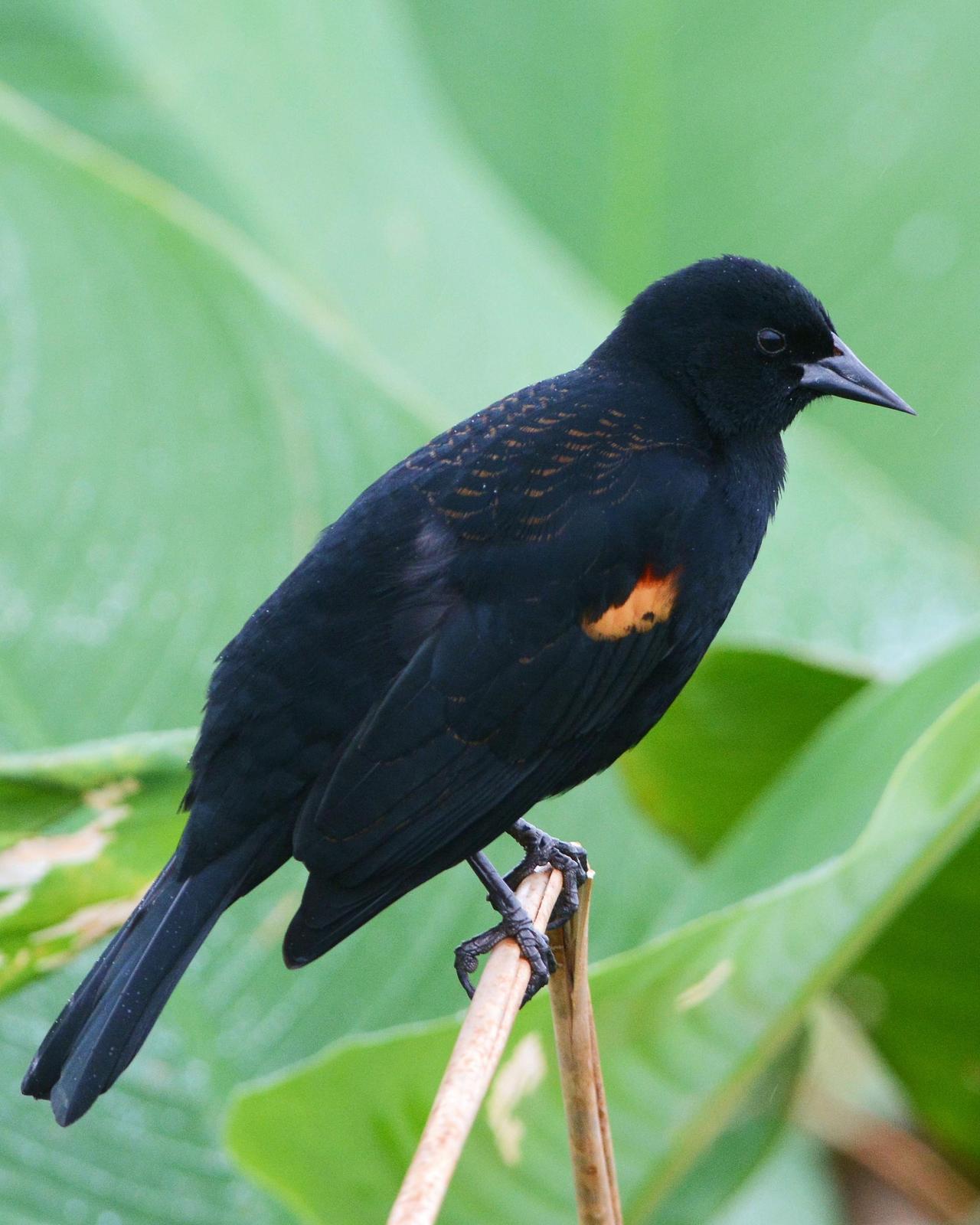 Red-winged Blackbird Photo by David Hollie