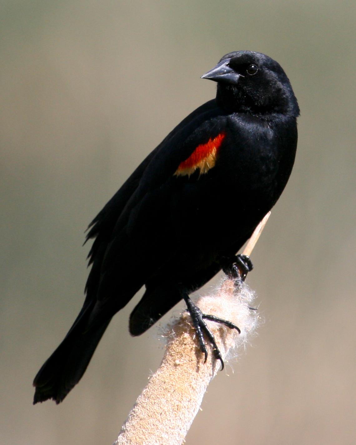 Red-winged Blackbird Photo by Nathan Renn