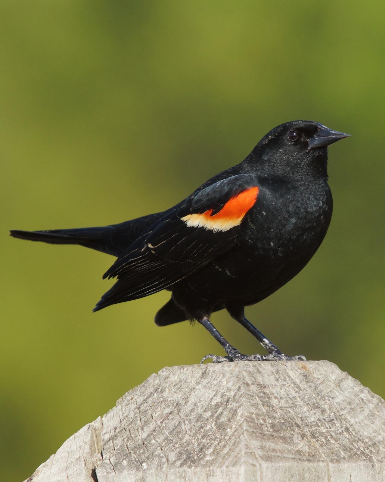 Red-winged Blackbird Photo by Gerald Hoekstra