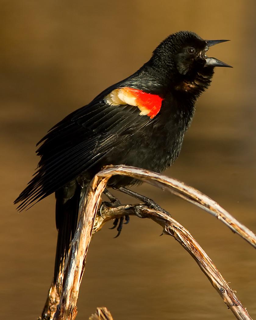 Red-winged Blackbird Photo by Josh Haas