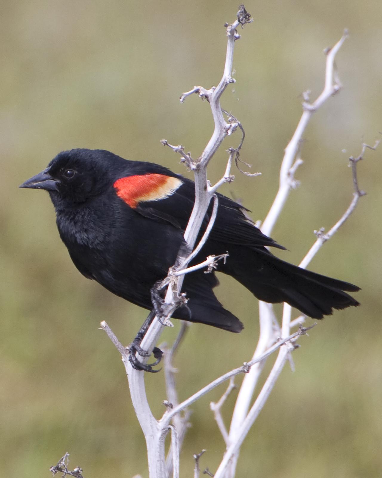 Red-winged Blackbird Photo by Bill Adams