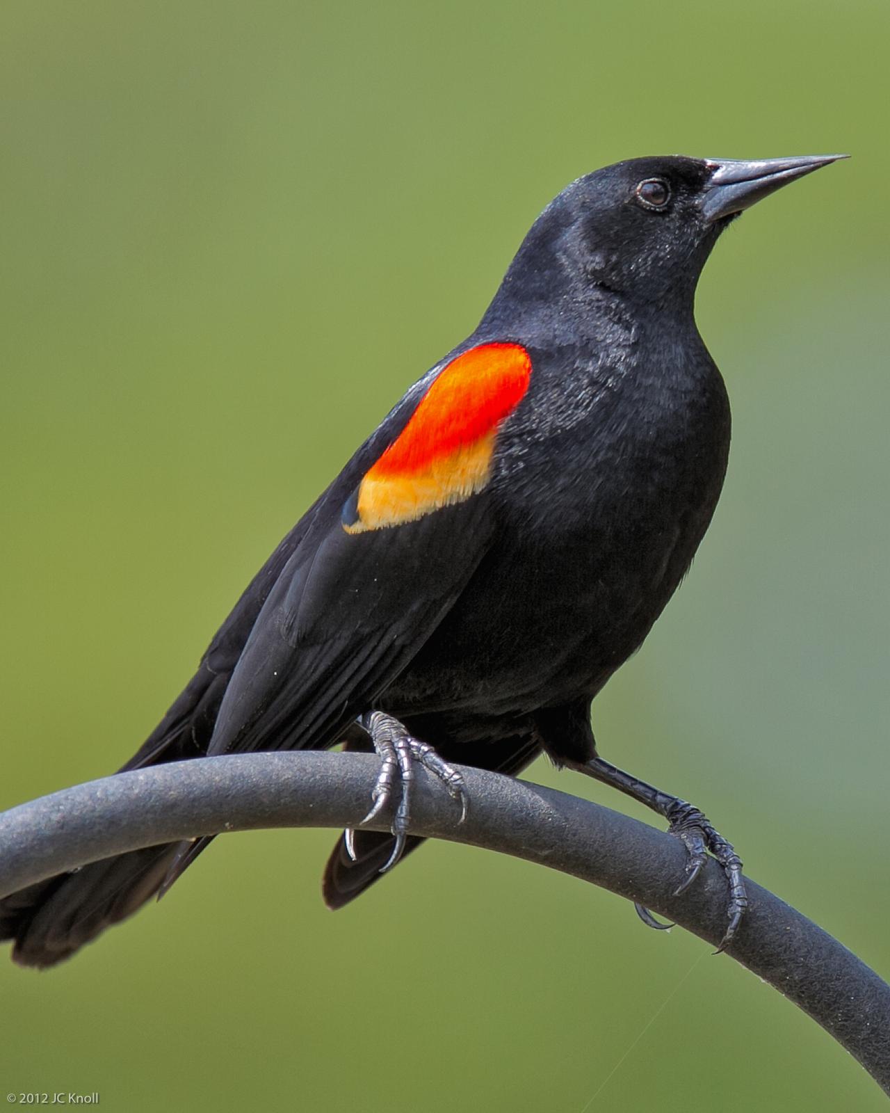 Red-winged Blackbird Photo by JC Knoll