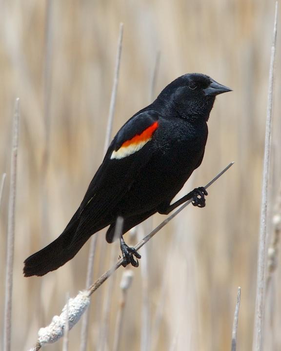 Red-winged Blackbird Photo by Denis Rivard