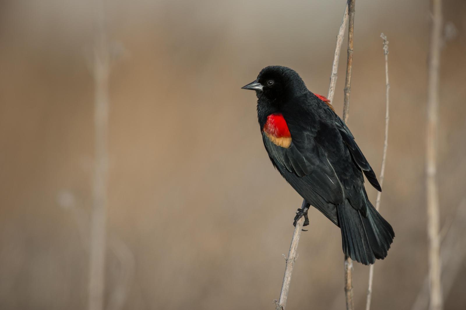 Red-winged Blackbird Photo by Jesse Hodges