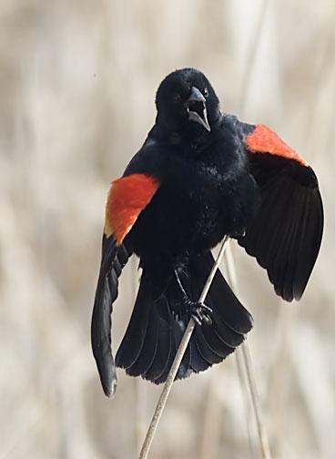 Red-winged Blackbird Photo by Dan Tallman