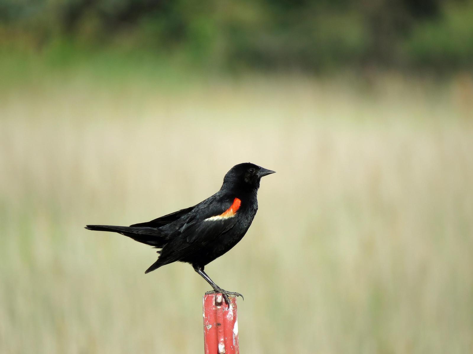Red-winged Blackbird Photo by Kelly Preheim