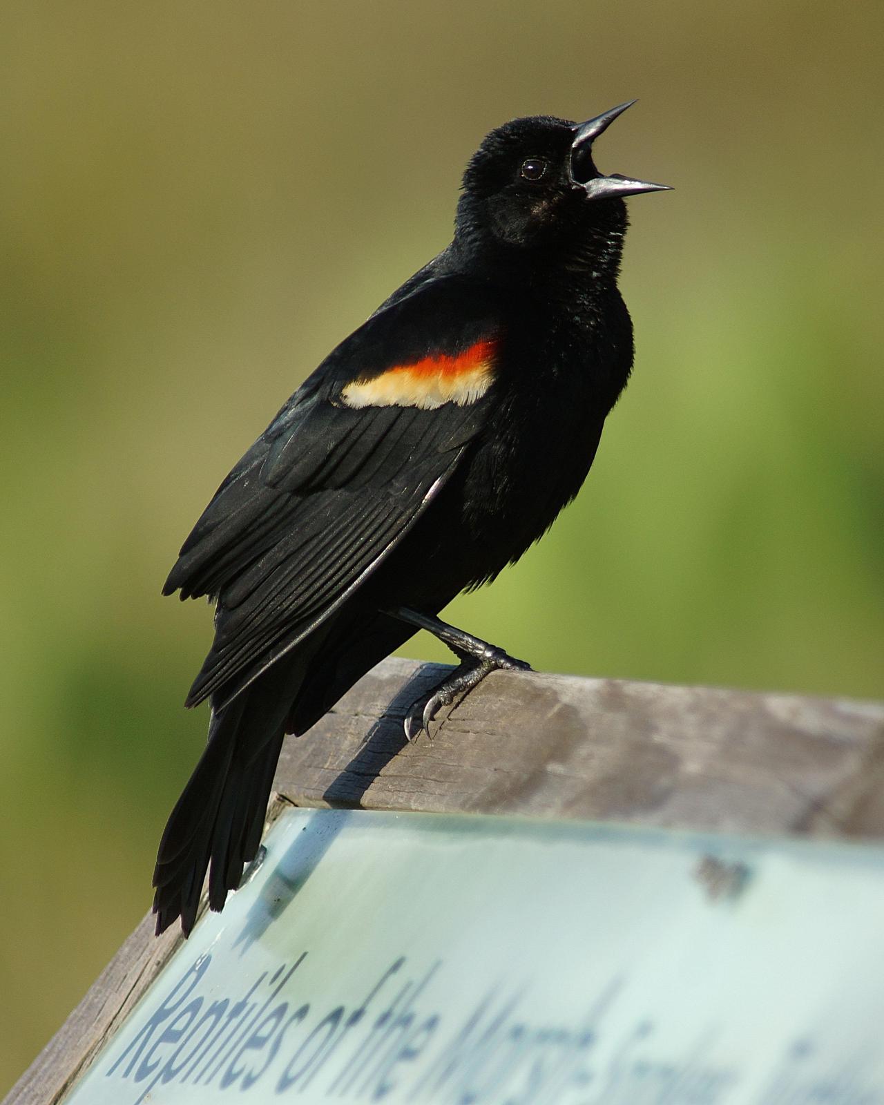 Red-winged Blackbird Photo by Steve Percival