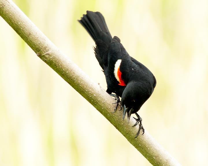 Red-winged Blackbird Photo by Jean-Pierre LaBrèche
