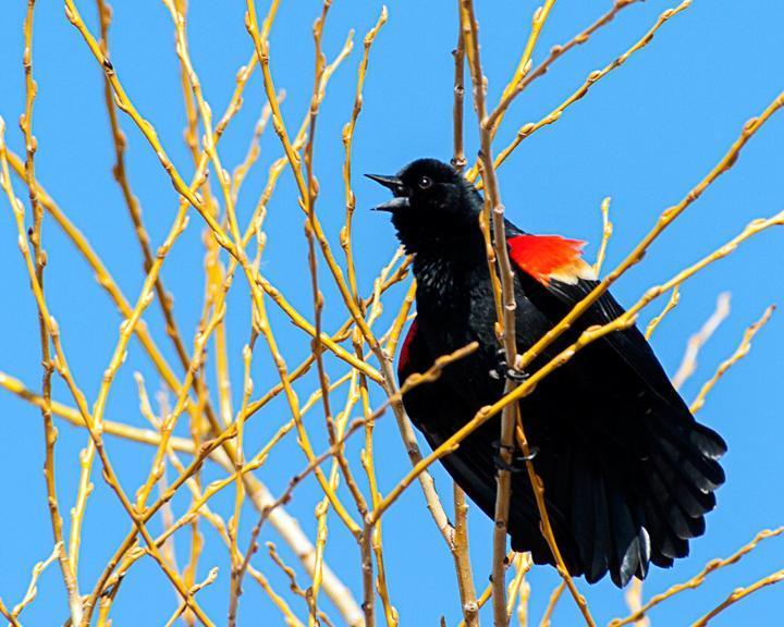 Red-winged Blackbird Photo by Jean-Pierre LaBrèche