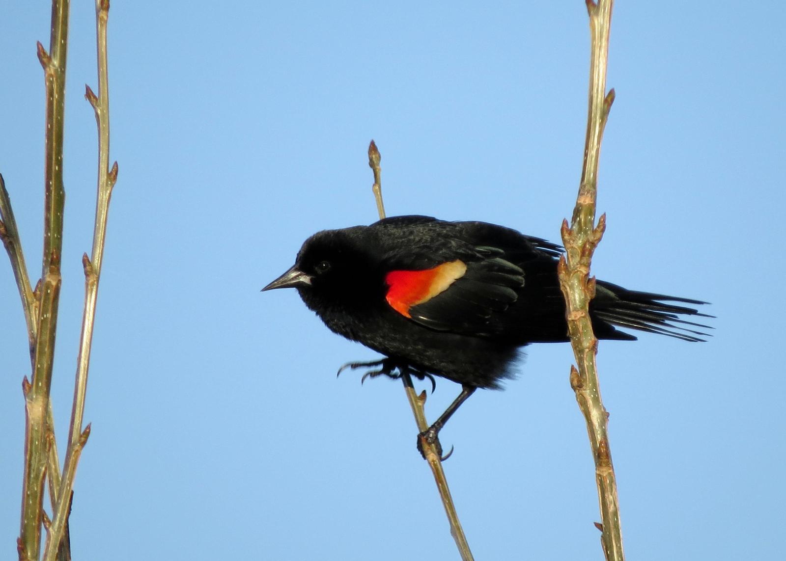 Red-winged Blackbird Photo by Kelly Preheim