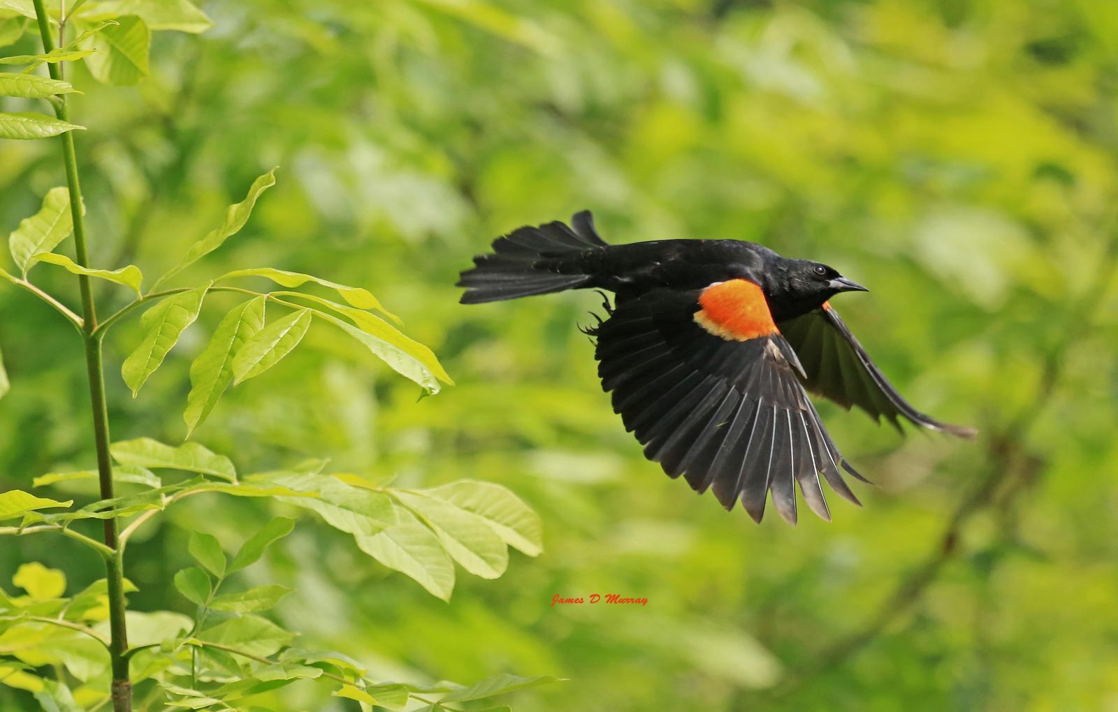 Red-winged Blackbird Photo by Jim  Murray
