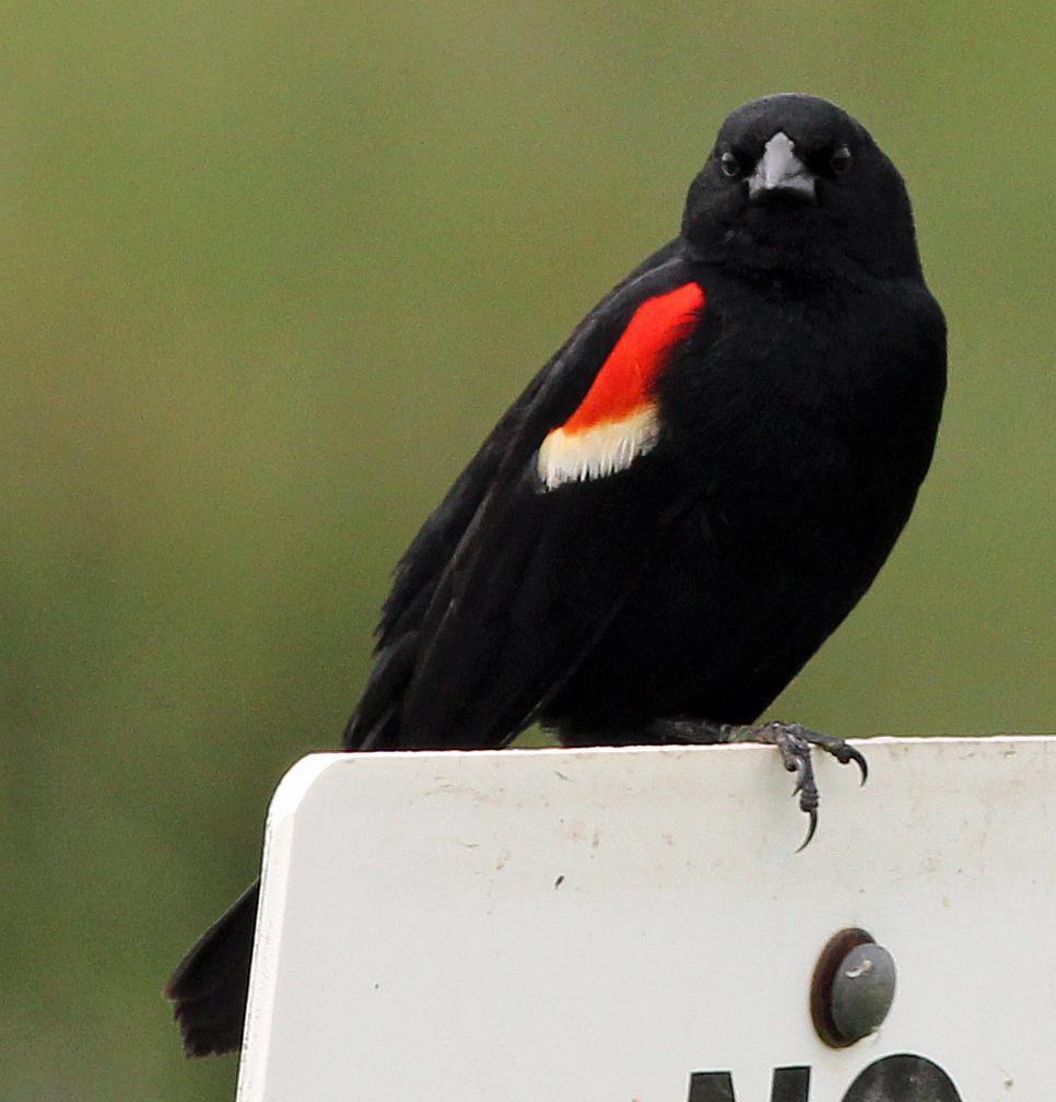 Red-winged Blackbird Photo by Tom Gannon