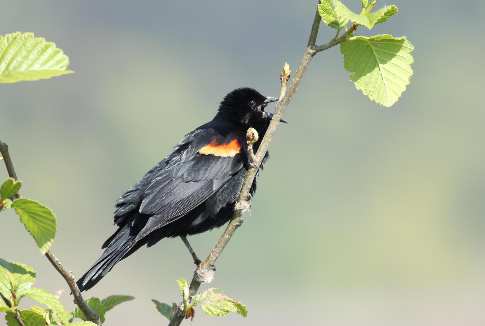 Red-winged Blackbird Photo by Kathryn Keith