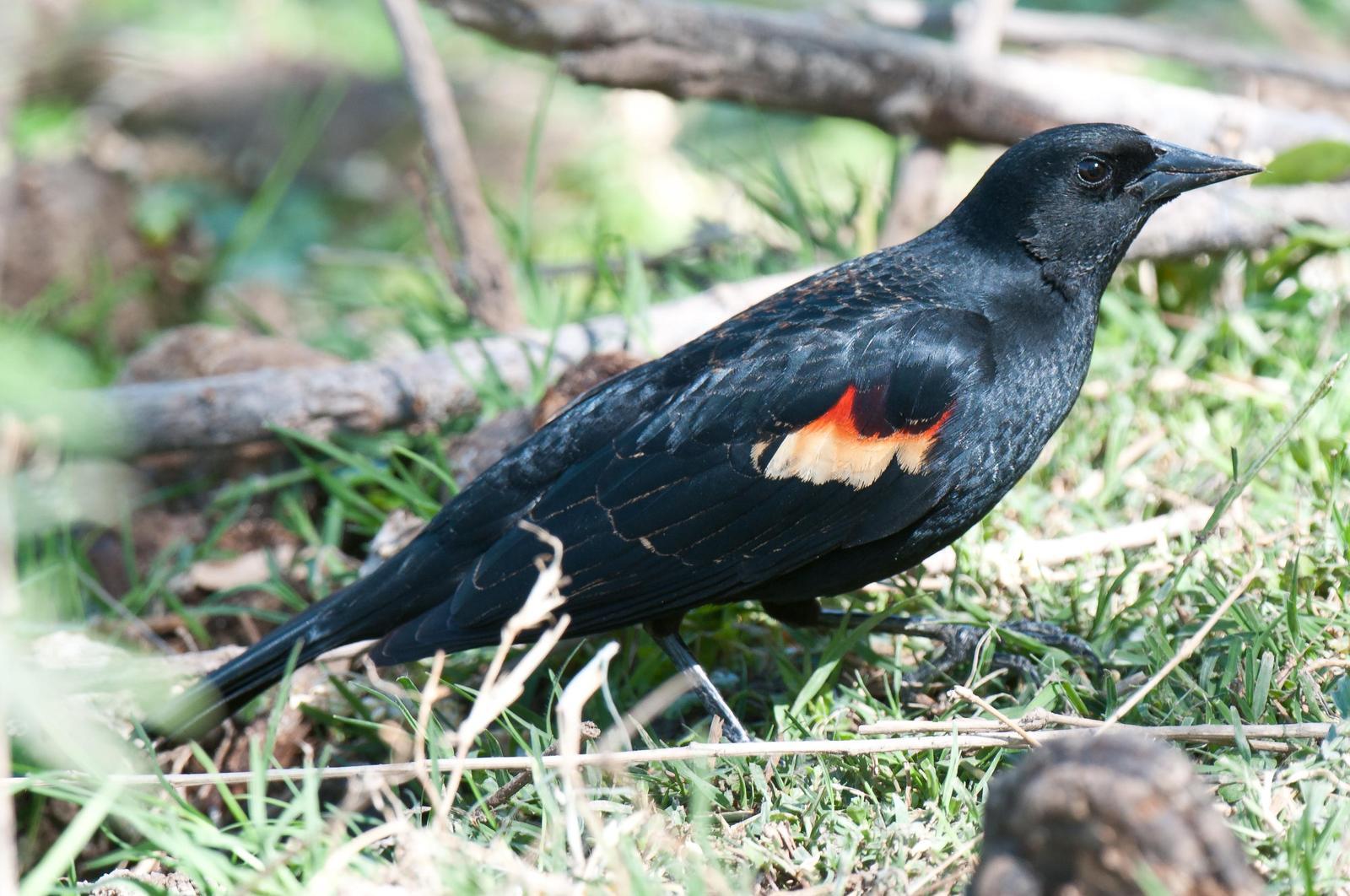 Red-winged Blackbird Photo by Mason Rose