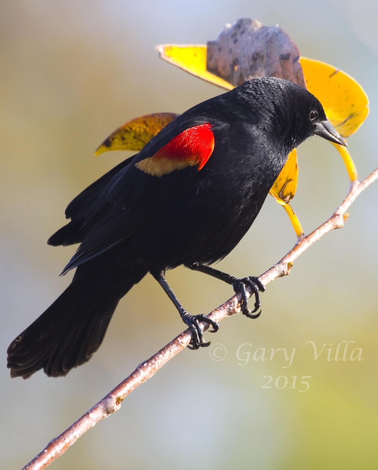 Red-winged Blackbird Photo by Gary Villa