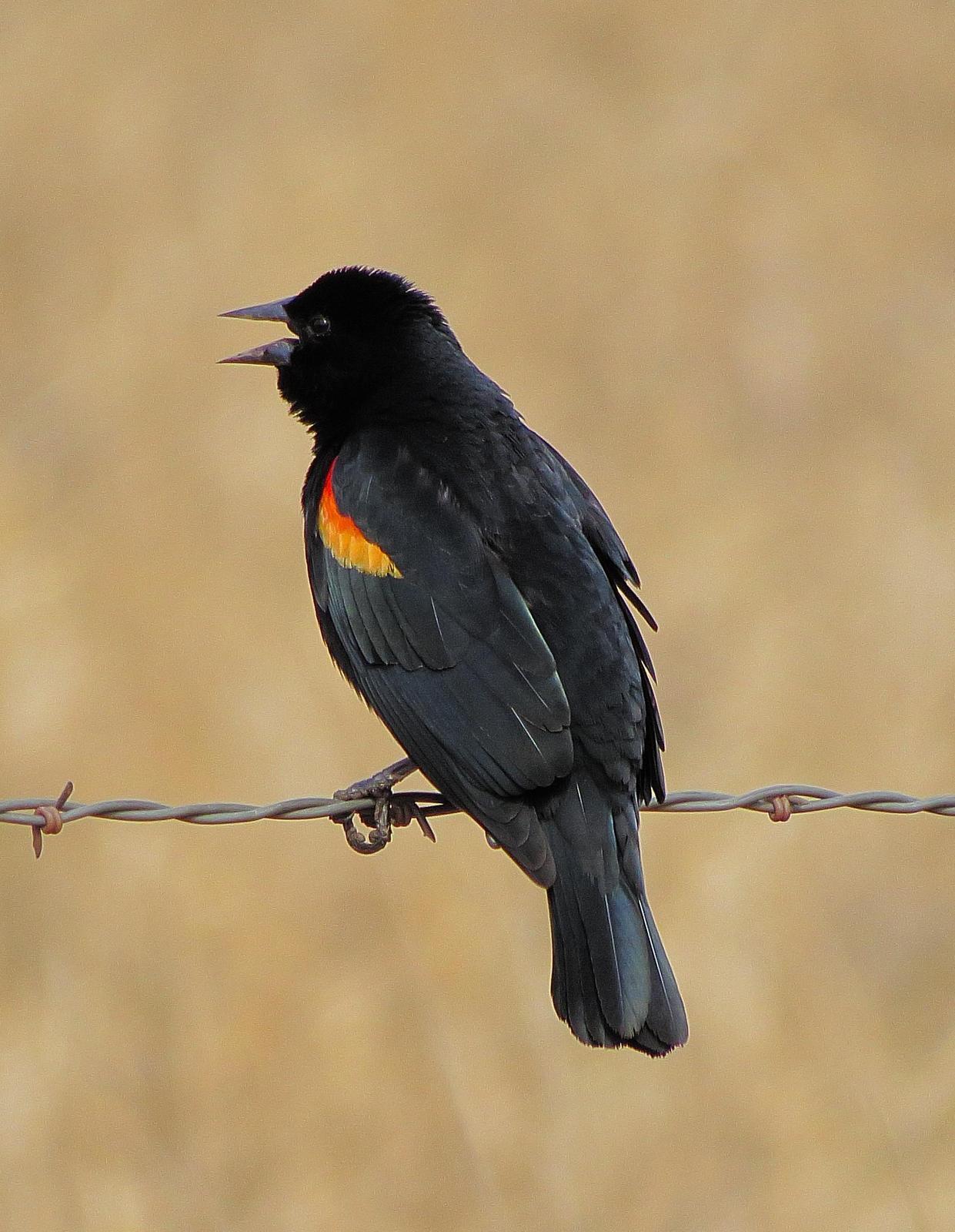 Red-winged Blackbird Photo by Kent Jensen