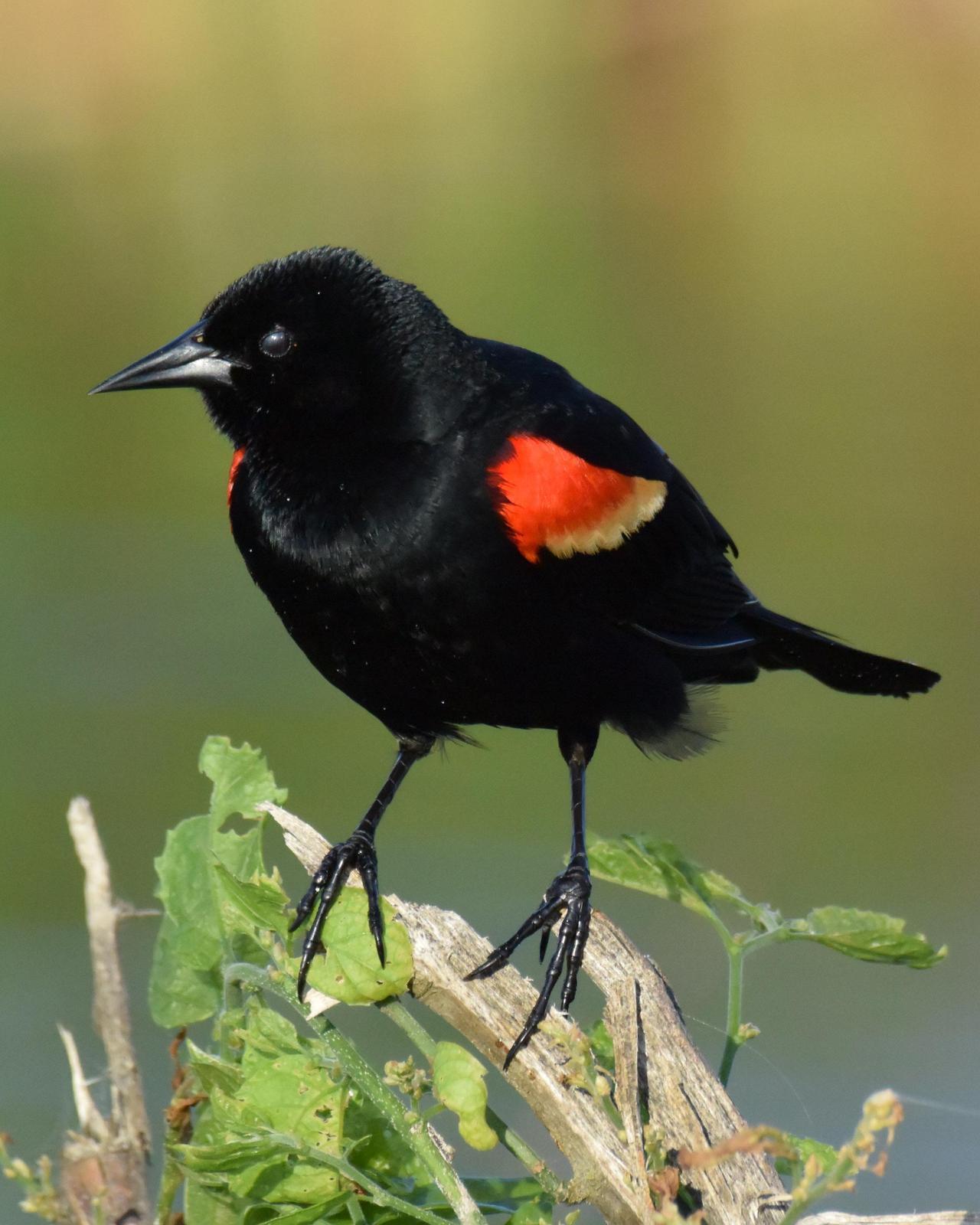 Red-winged Blackbird Photo by Emily Percival