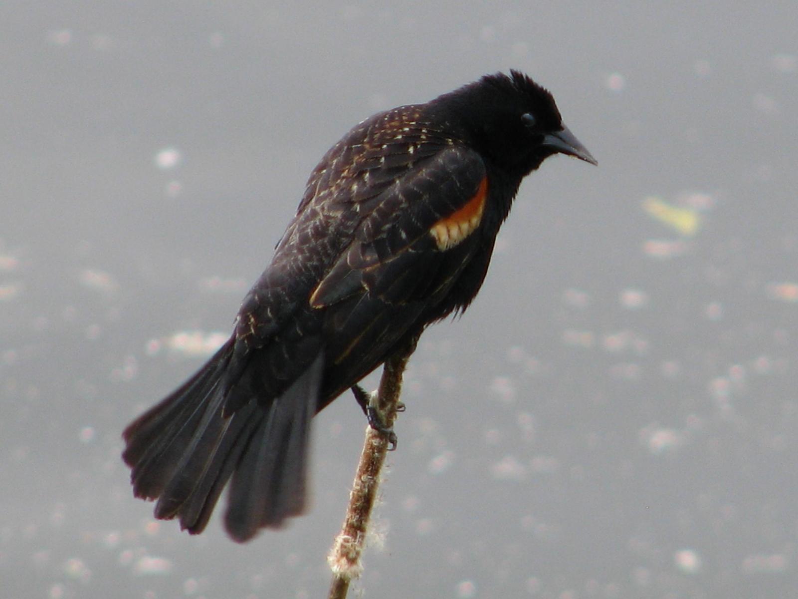 Red-winged Blackbird Photo by Ted Goshulak