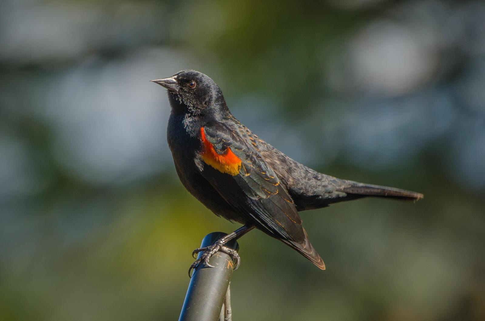 Red-winged Blackbird Photo by Scott Yerges