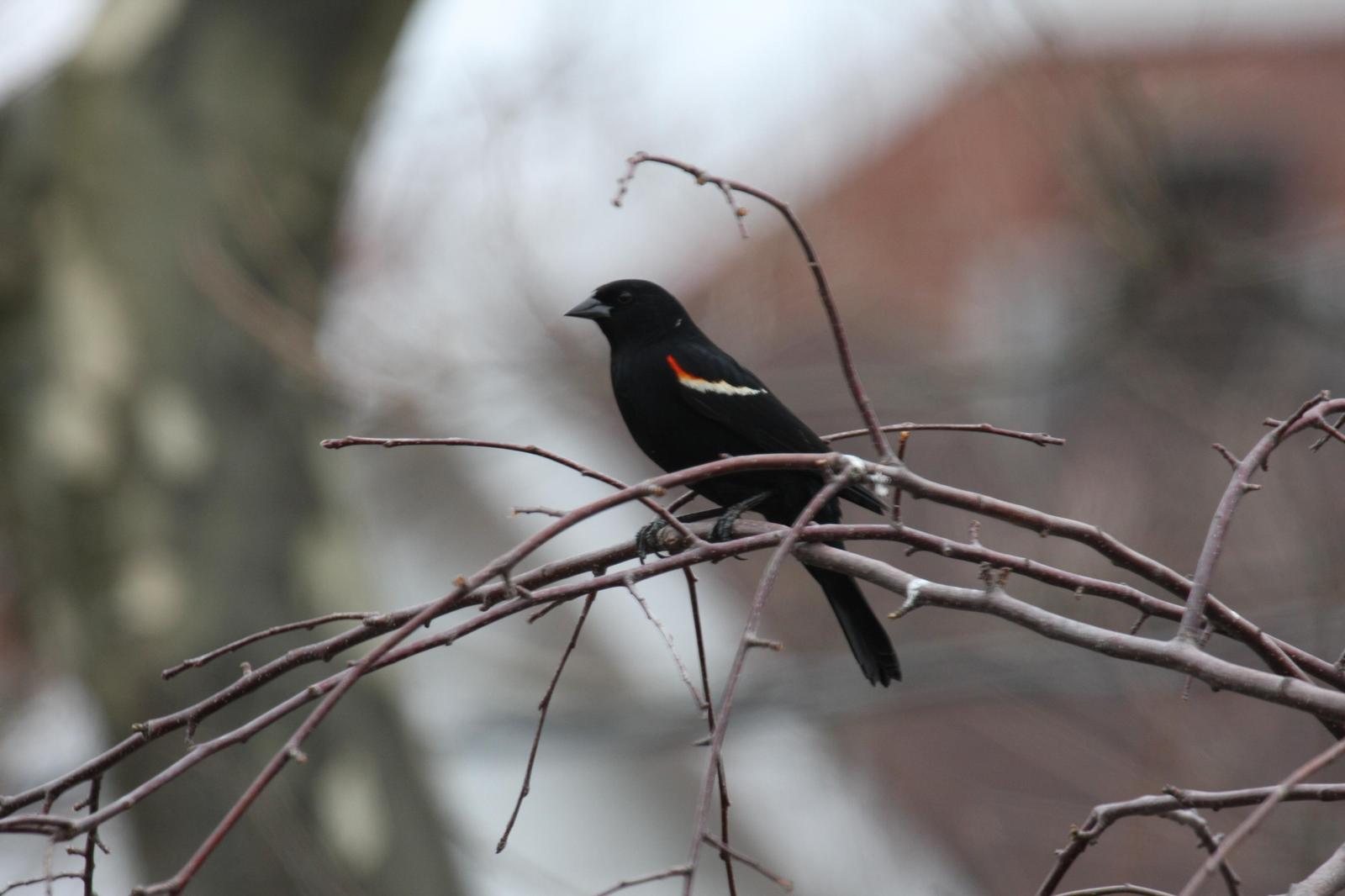 Red-winged Blackbird Photo by Roseanne CALECA