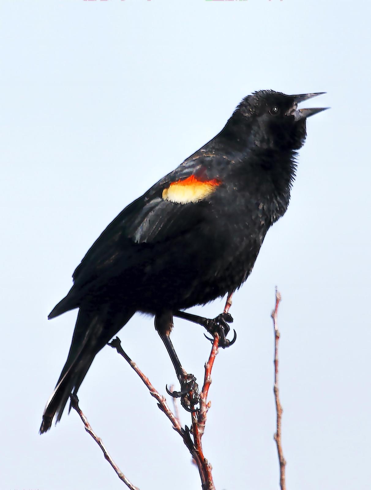 Red-winged Blackbird Photo by Dan Tallman