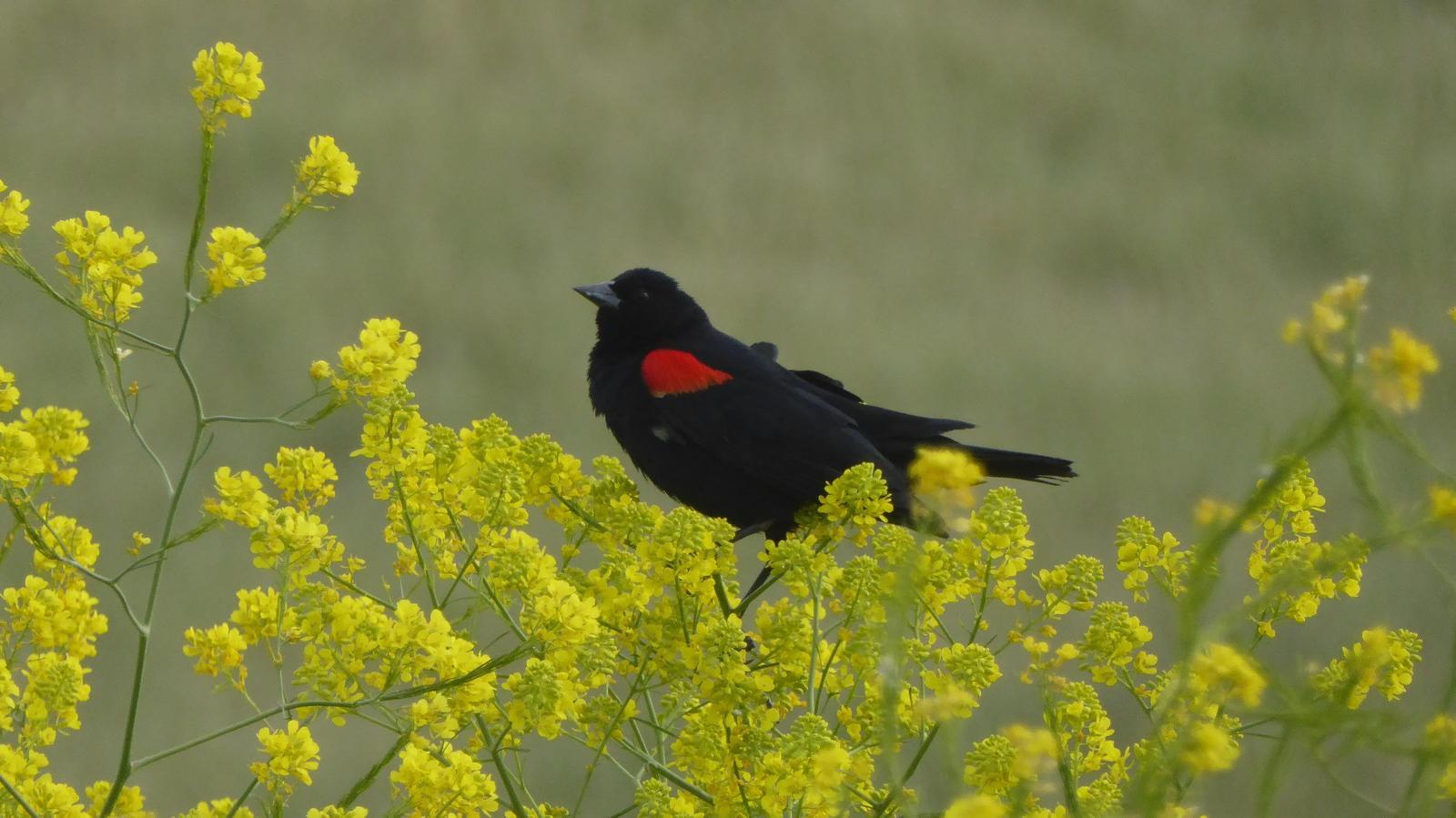 Red-winged Blackbird Photo by Daliel Leite