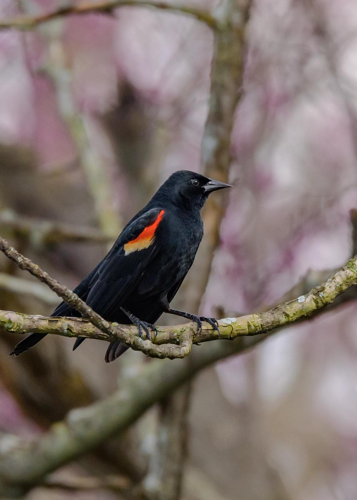 Red-winged Blackbird Photo by Keshava Mysore