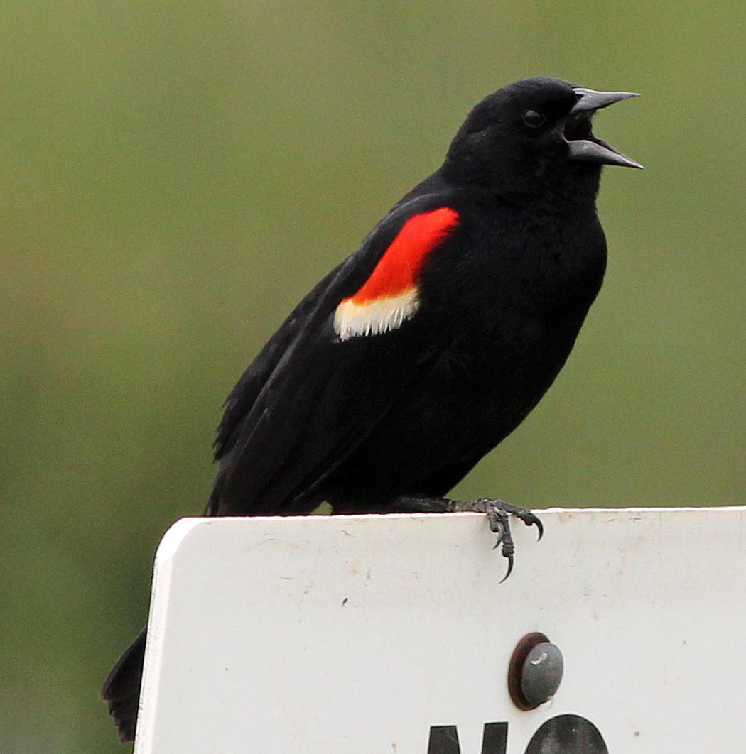 Red-winged Blackbird Photo by Tom Gannon