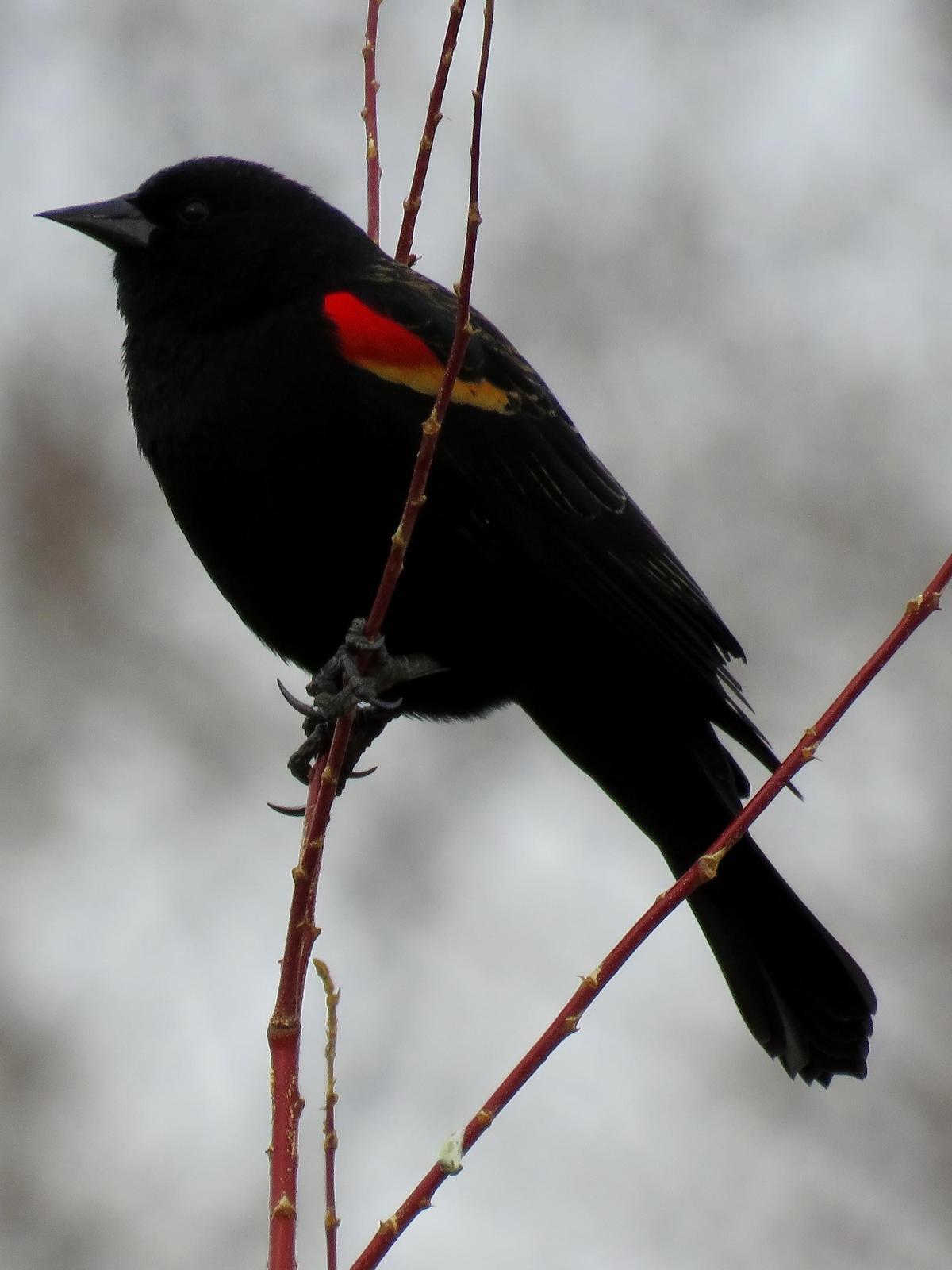 Red-winged Blackbird Photo by Kent Jensen