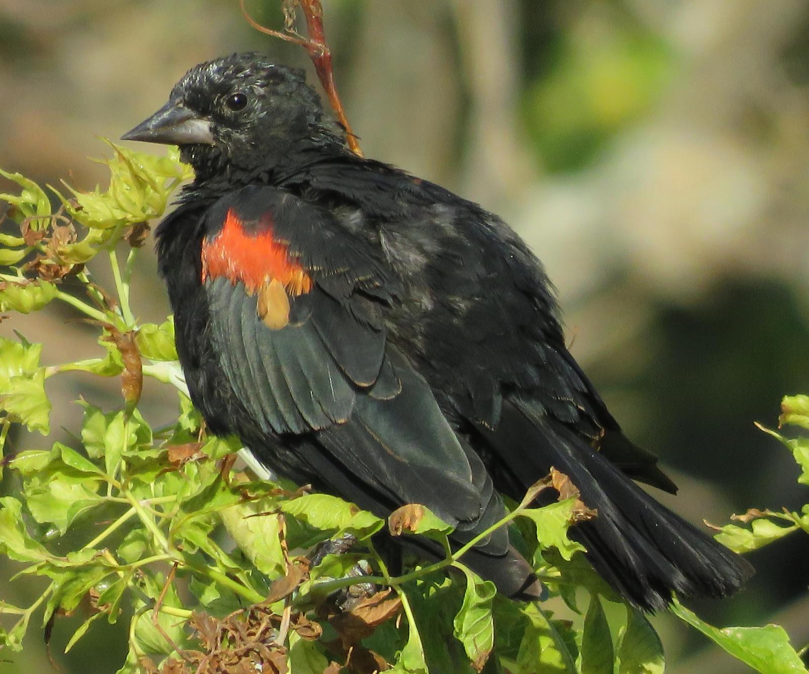 Red-winged Blackbird Photo by Bob Neugebauer