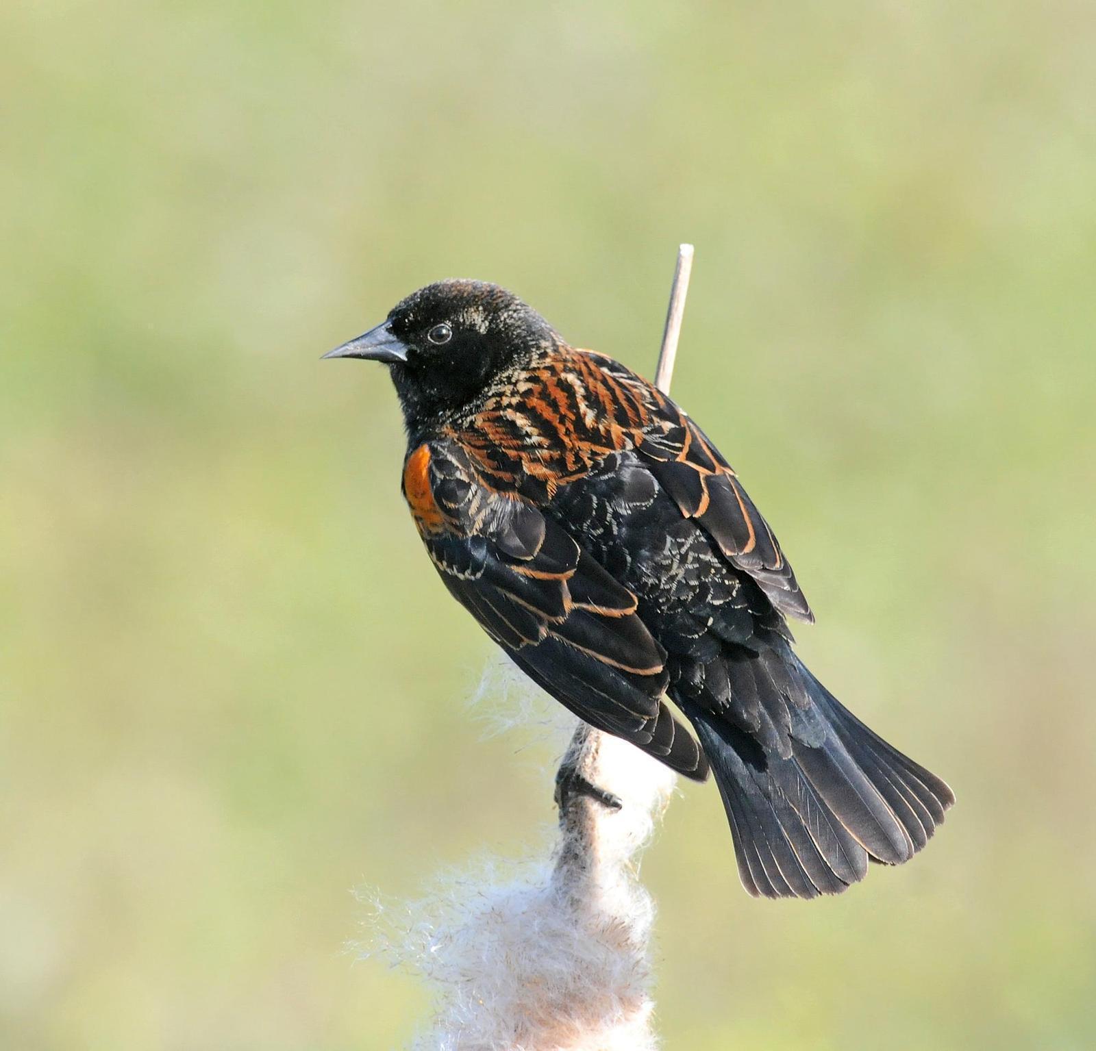Red-winged Blackbird Photo by Steven Mlodinow