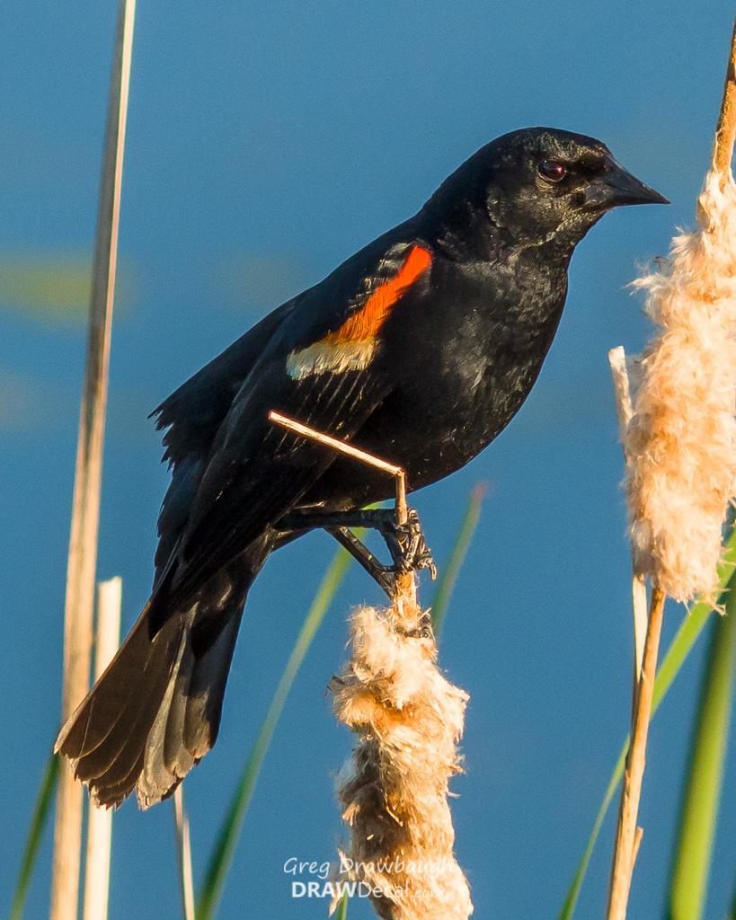 Red-winged Blackbird Photo by Greg Drawbaugh