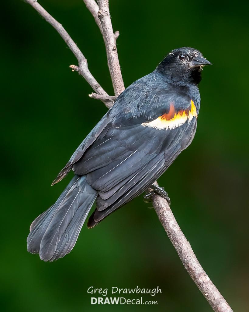 Red-winged Blackbird Photo by Greg Drawbaugh