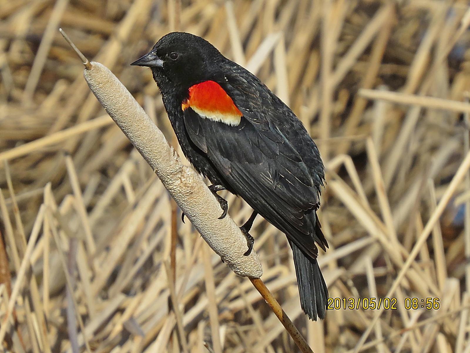 Red-winged Blackbird Photo by Bob Neugebauer