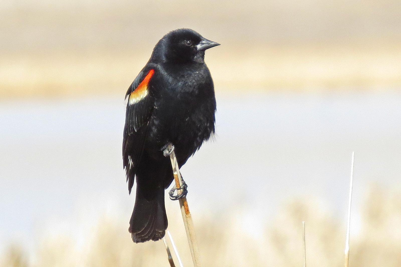 Red-winged Blackbird Photo by Enid Bachman