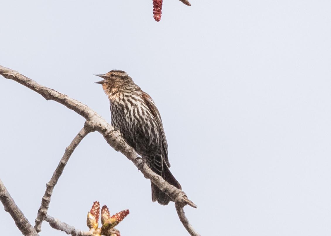 Red-winged Blackbird Photo by Keshava Mysore