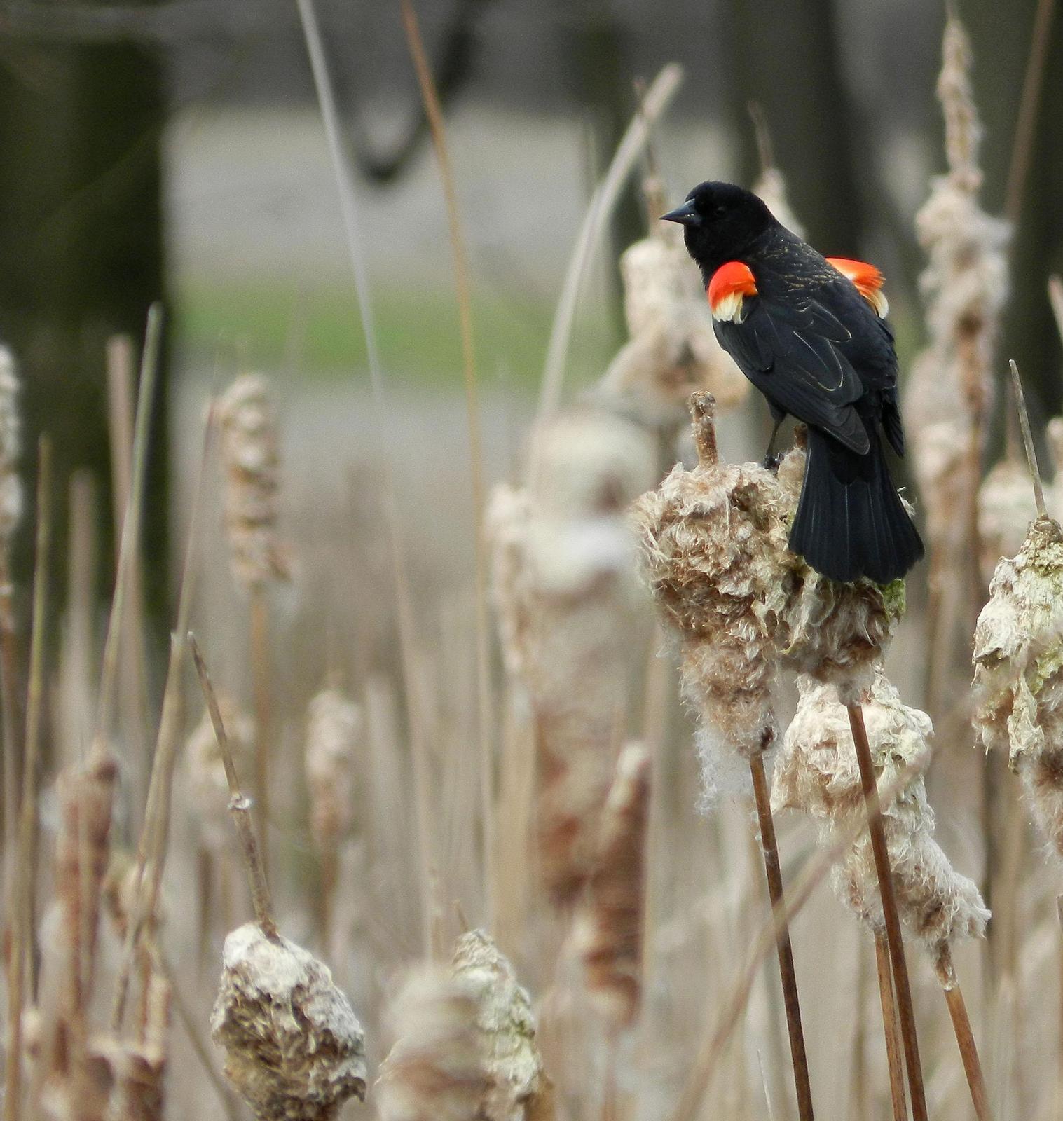 Red-winged Blackbird Photo by Mark Rozmarynowycz