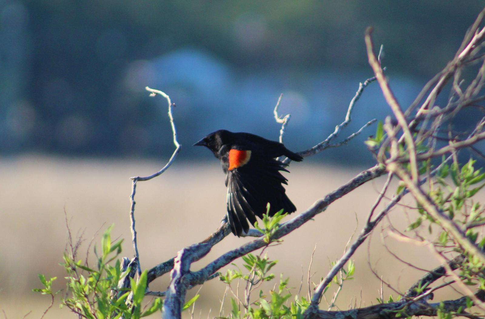 Red-winged Blackbird Photo by Tony Heindel