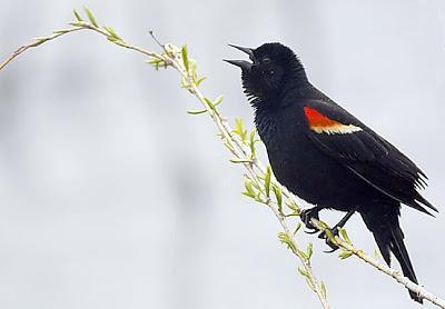 Red-winged Blackbird (Red-winged) Photo by Dan Tallman